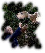 Owl Encounter - Adult