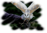 Owl Encounter - Family Ticket